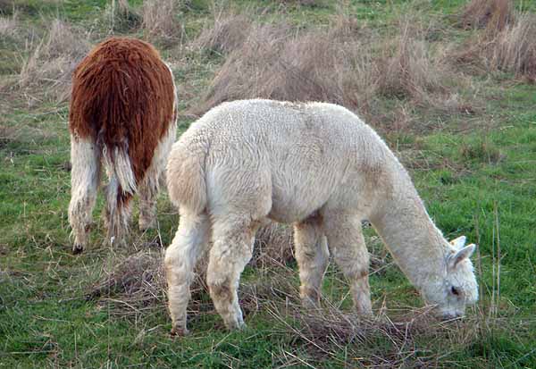alpacas alpacas